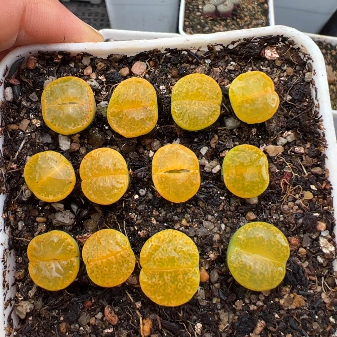 2.7好看的多肉753