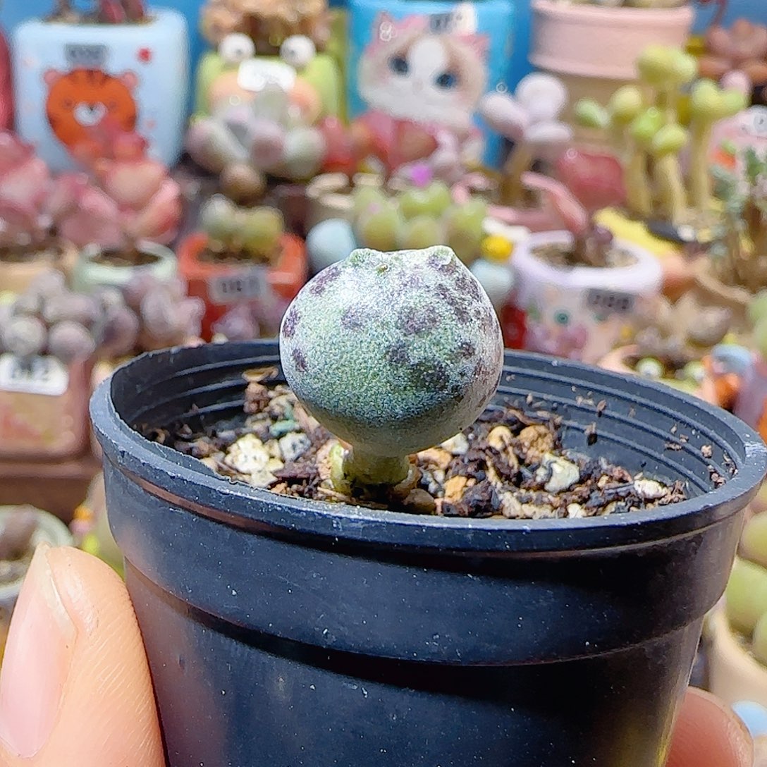 ୧****T胖胖猫耳海豹盆口2.5cm
