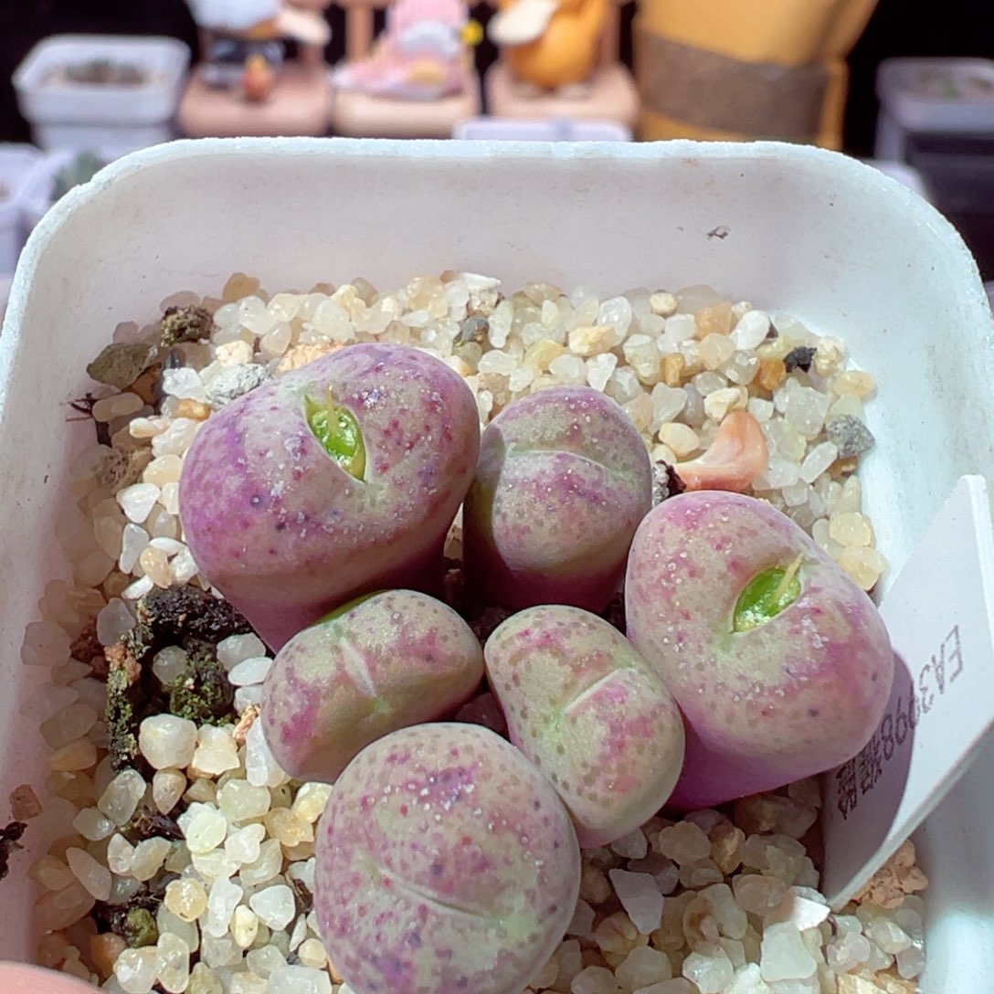 1218-730多肉多日猴脸