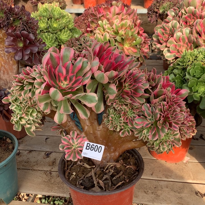 600粉女郎缀多肉法师