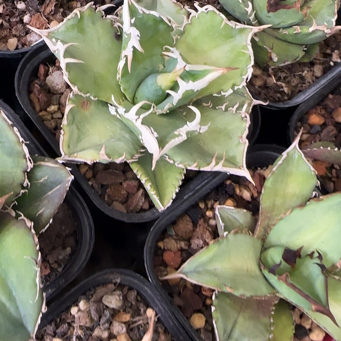 阿***e白毫刺带盆111111111111