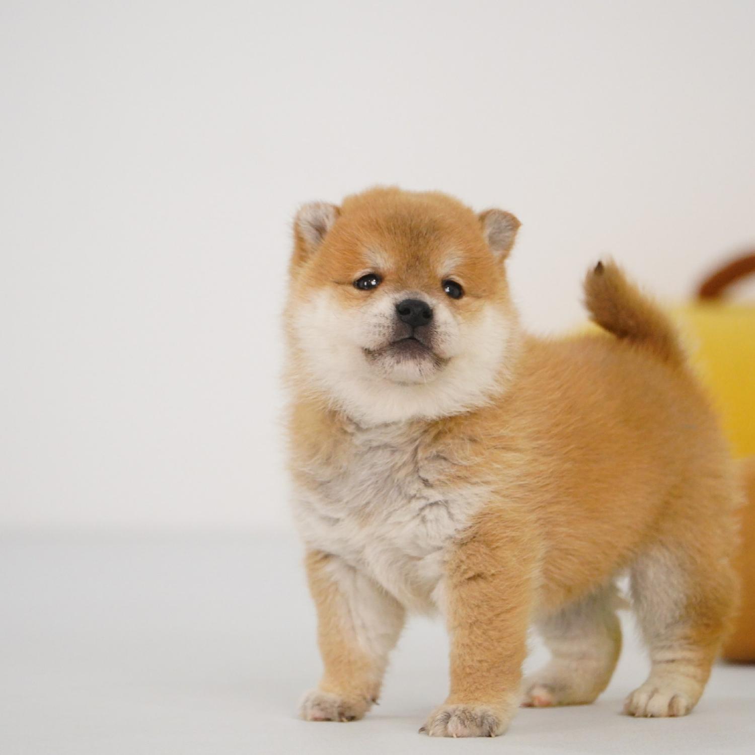 【预定非全款】柴犬赤色母活体狗狗幼犬1421纯种双血统家庭宠物