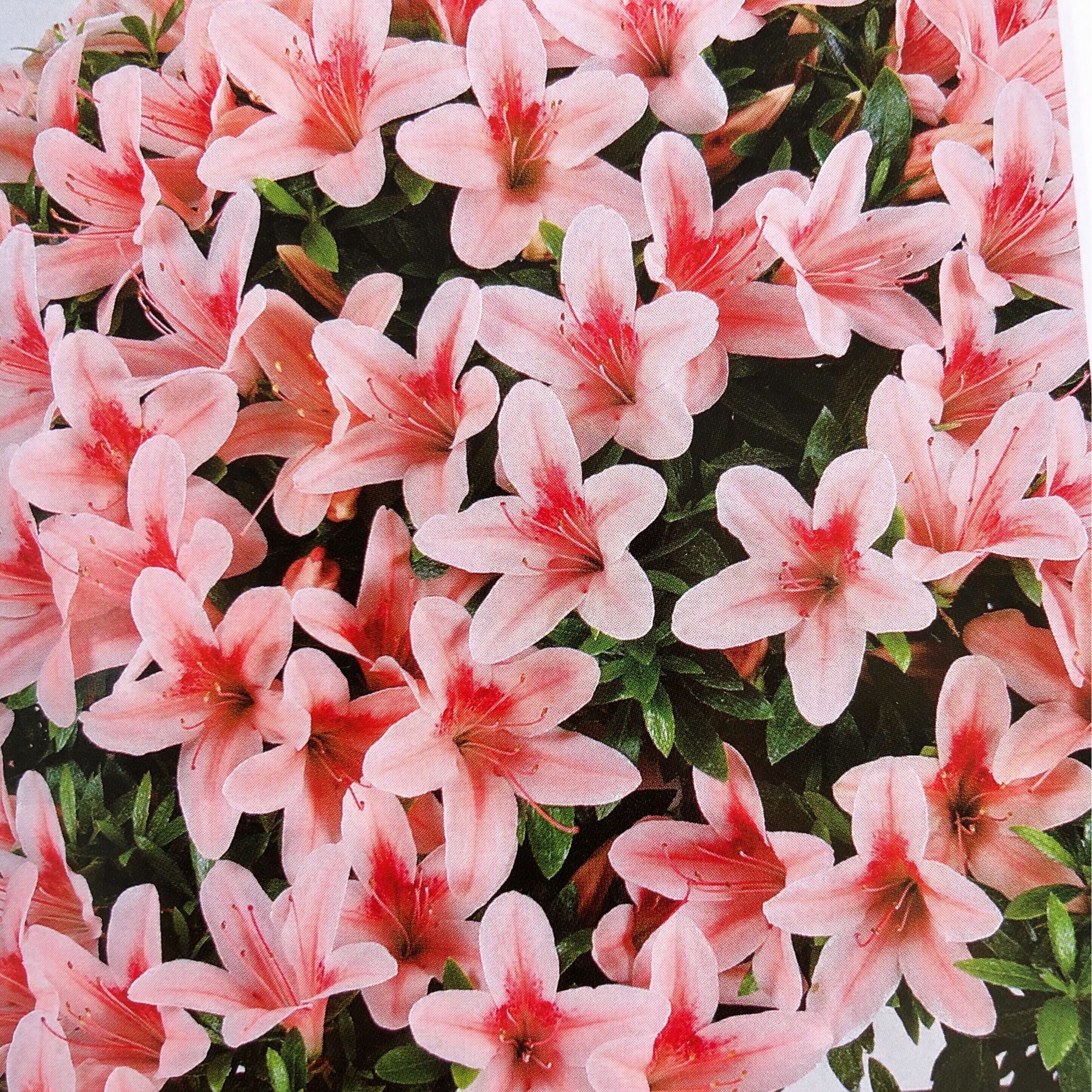 鹤翁日本进口原盆原土老桩多杆花色怡人可遇不可求自然树形