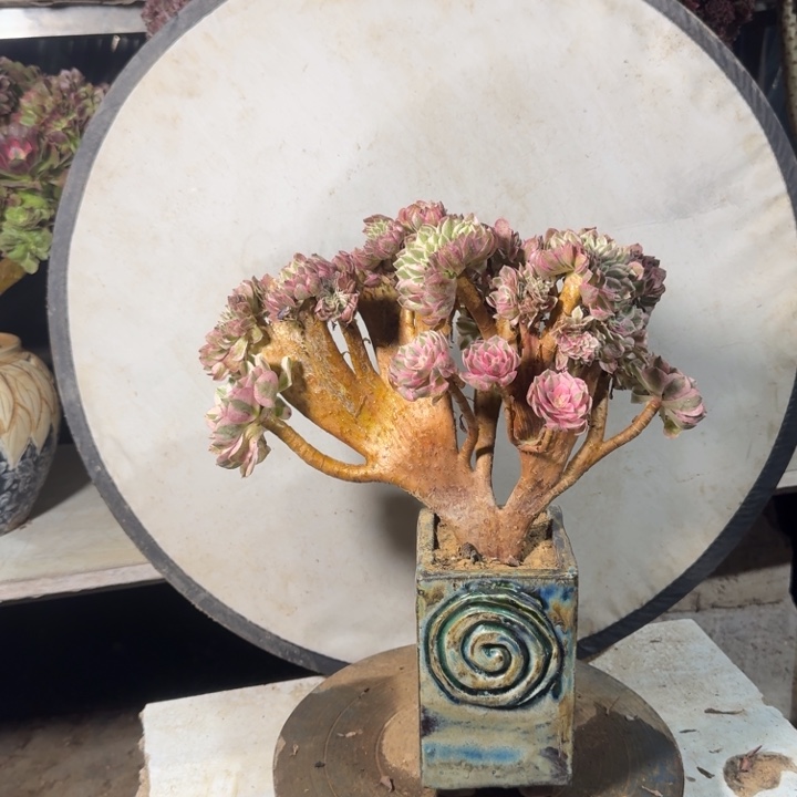 倾城小老桩缀化了