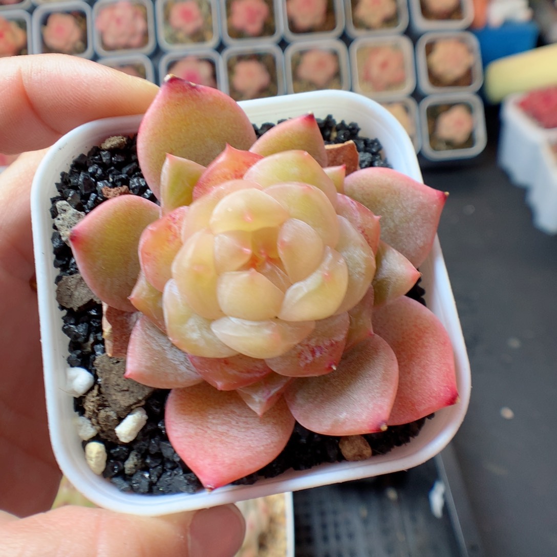 一物一拍精品多肉。 糖心 22