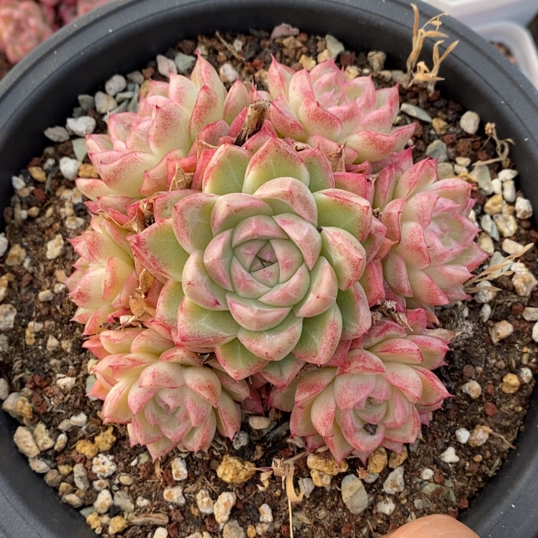 精品多肉一物一拍不包整27