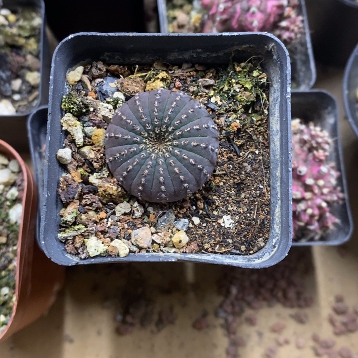 实生大型士童特价