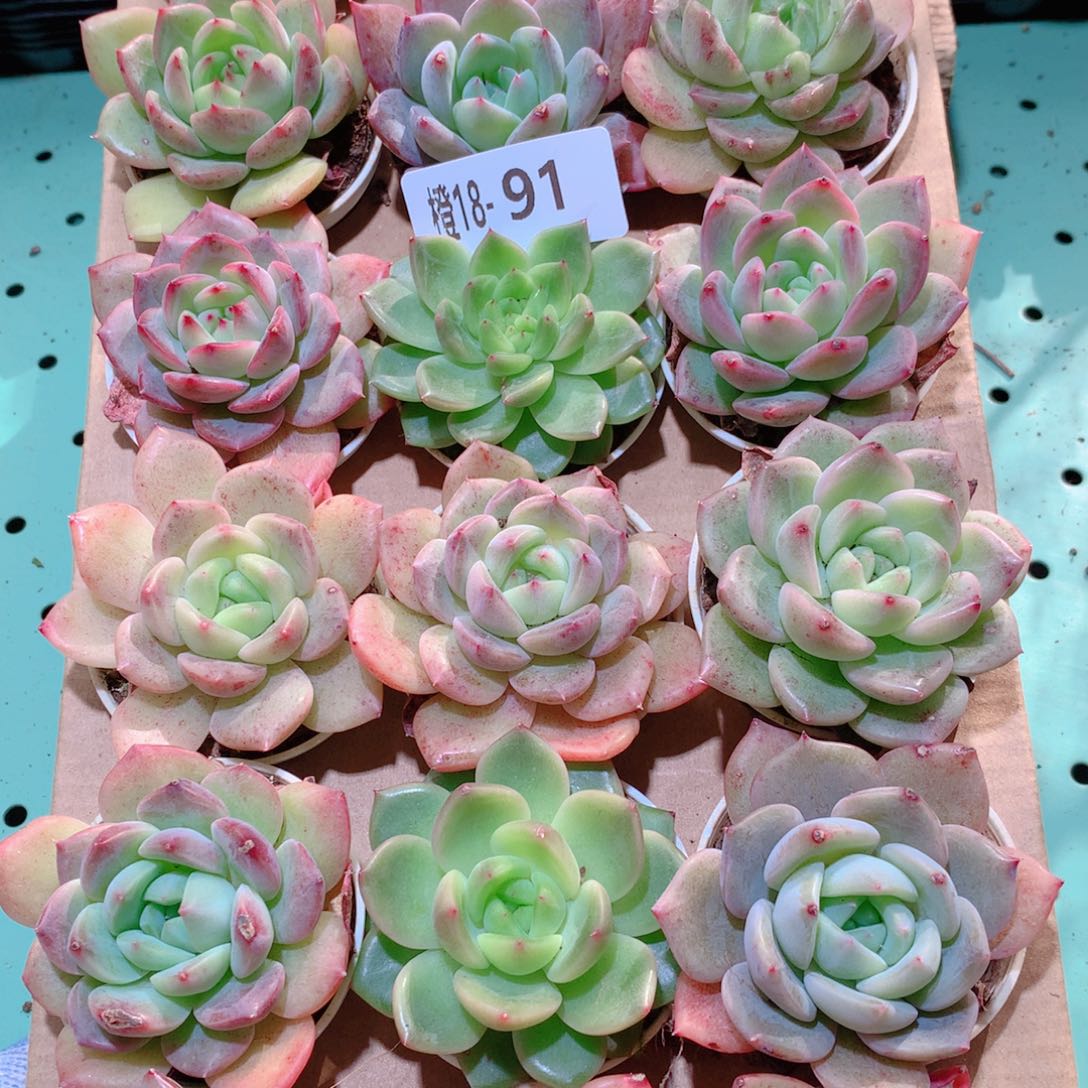 18-91一物一拍多肉带盆18颗