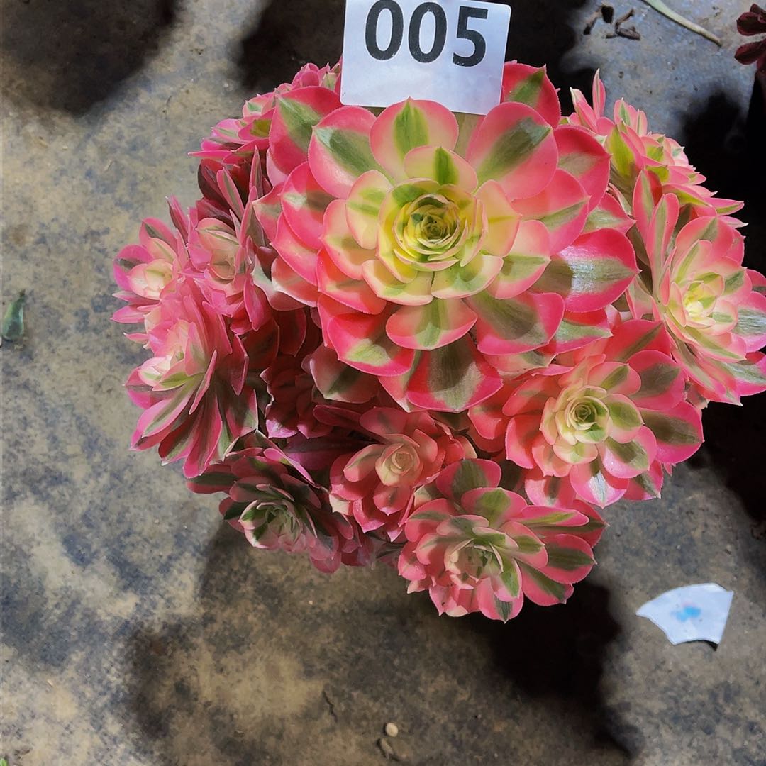 零**度女巫005拖土发货