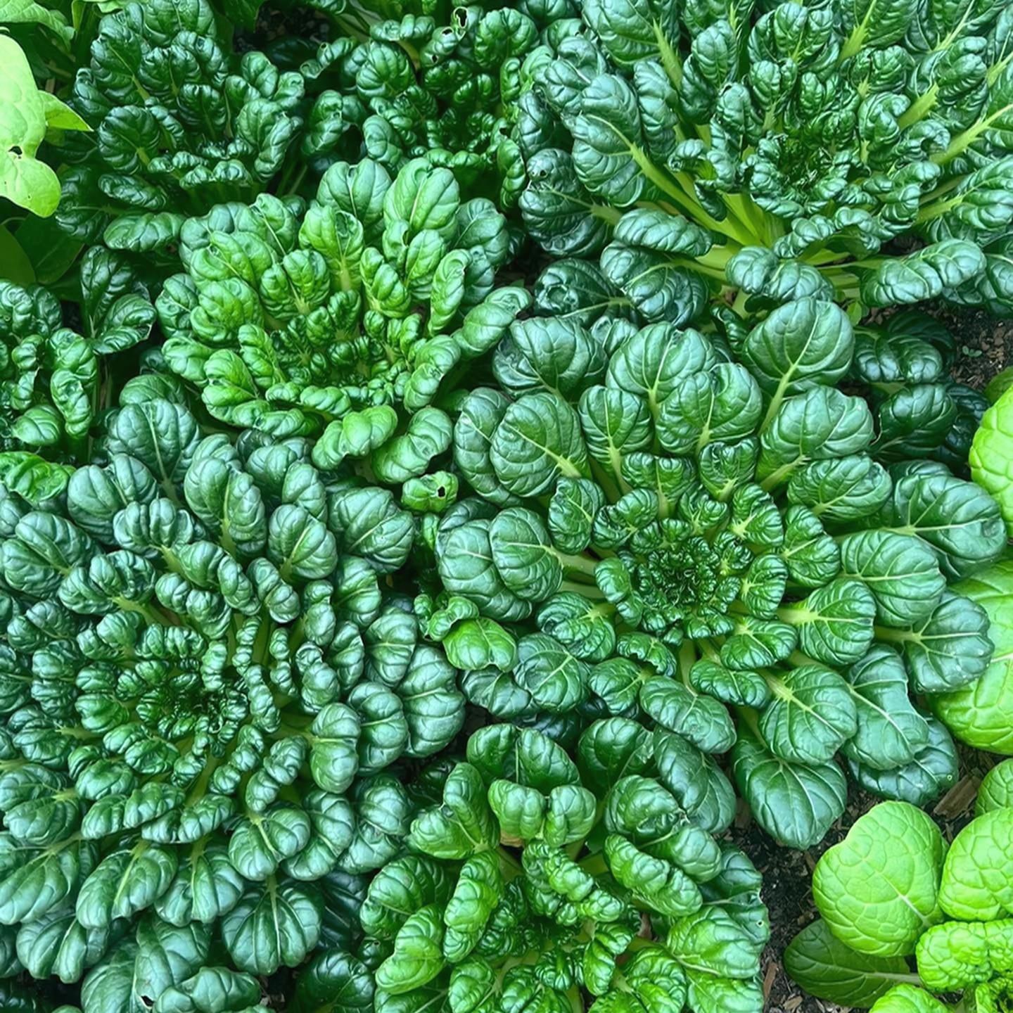 【拍2送1】乌塌菜种子菠菜家庭种植可盆栽可地栽红菜苔