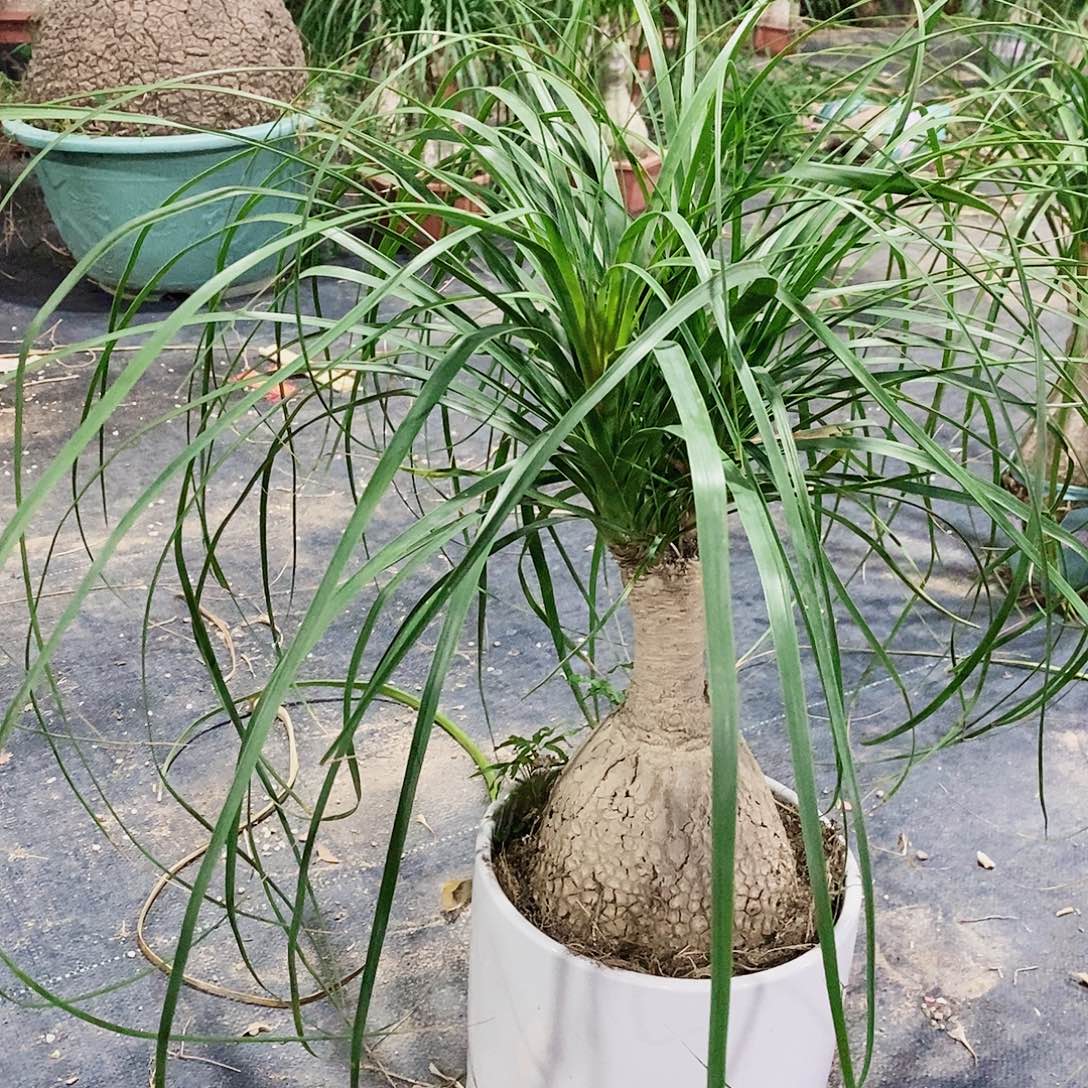 果***昂无花朵多头老桩酒瓶兰