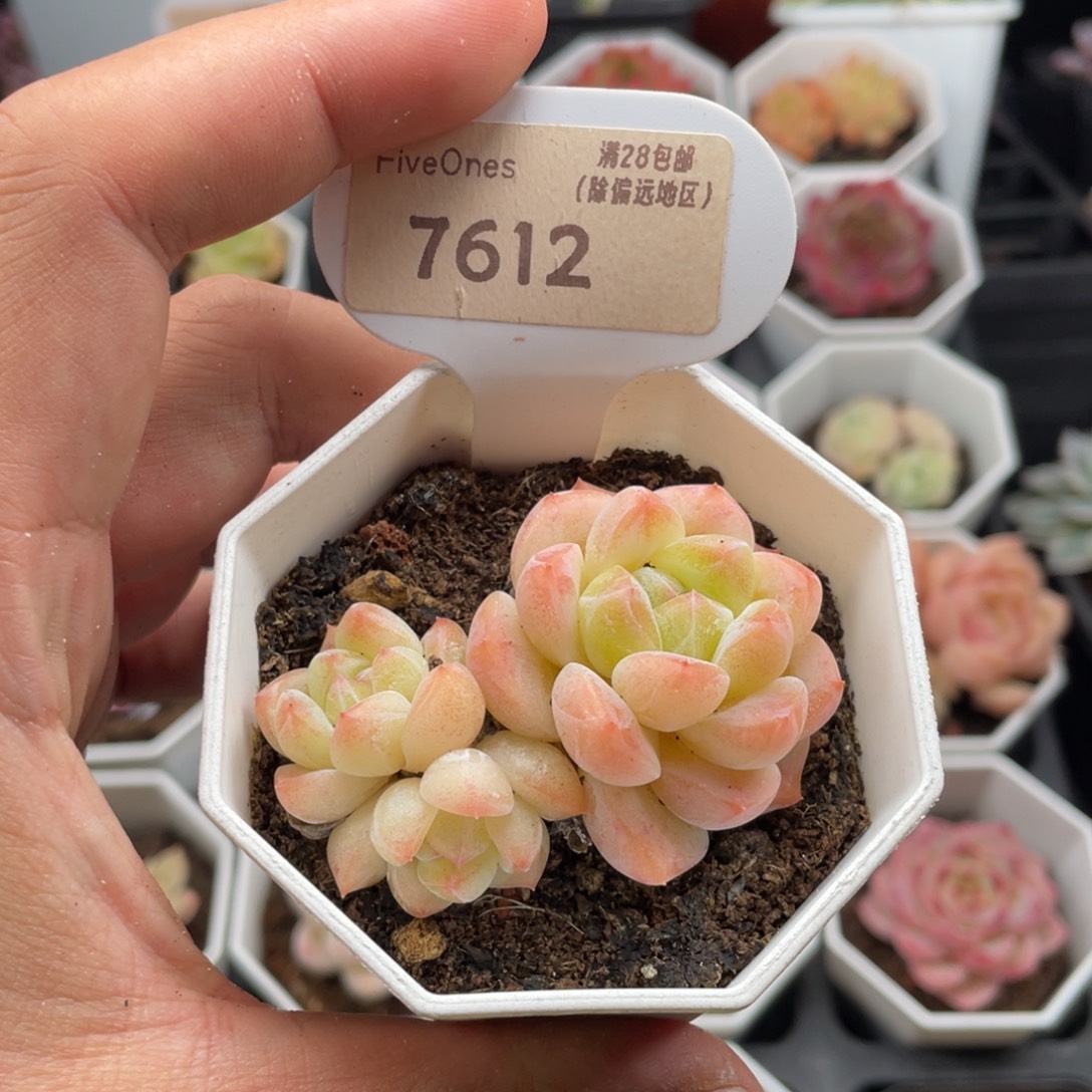 和田玉7612-5.5厘米