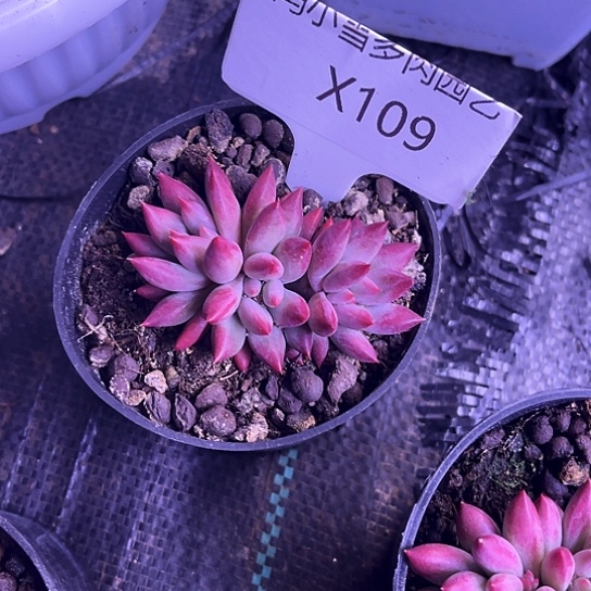 我是第一百个为妖刀应援的阴阳