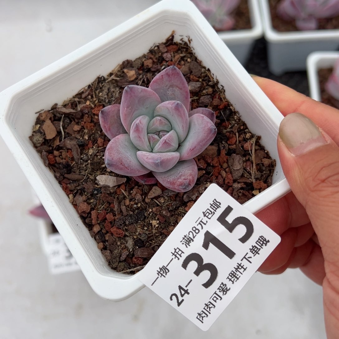 布兰迪多肉单头多肉多肉