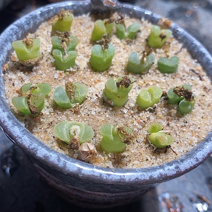 奶瓶风铃一组十颗