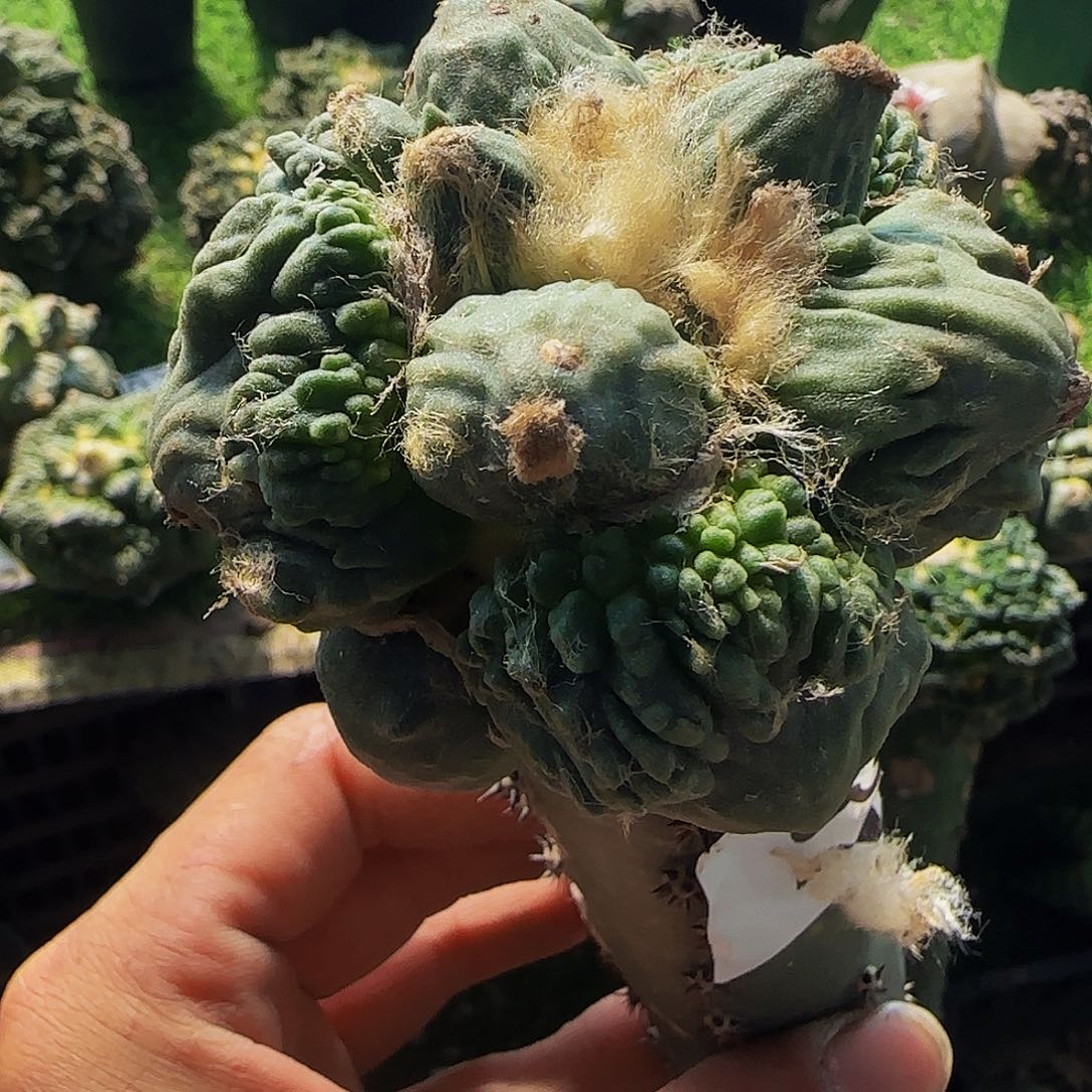 丸叶怒涛037仙人球