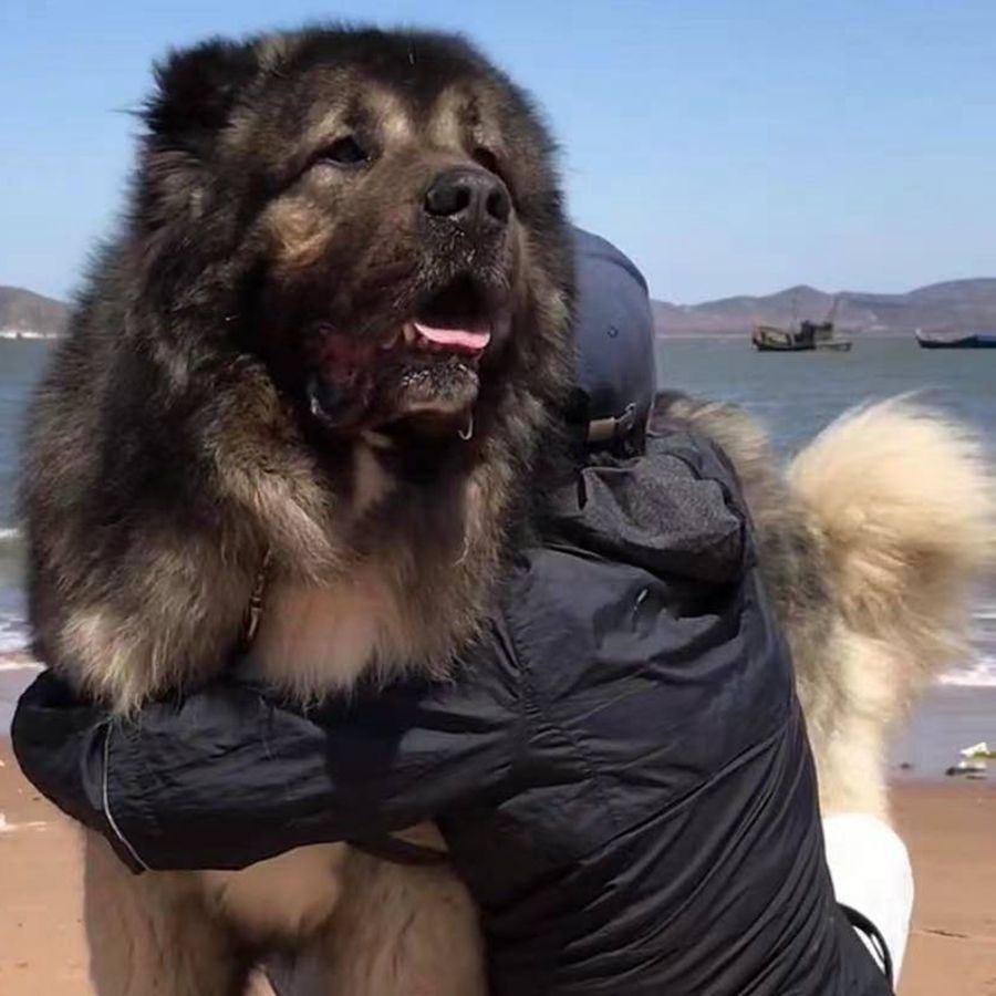 高加索犬幼犬纯种大型猛犬巨型犬活体狗狗出售