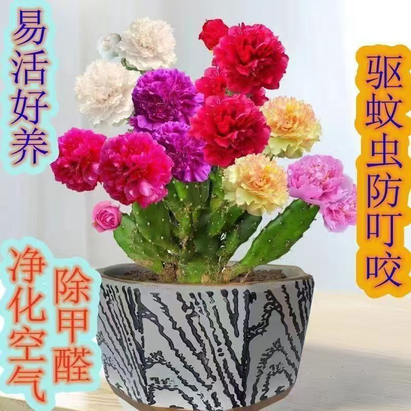 【抢！嫁接苗】翡翠千手观音盆栽地栽多季花大花重瓣浓香型好养易活