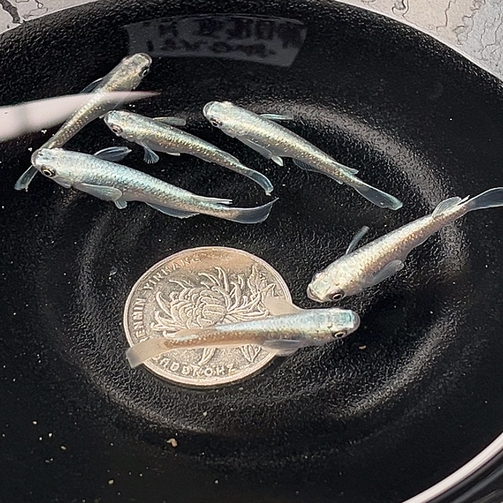 青鳉鱼短天6条12号