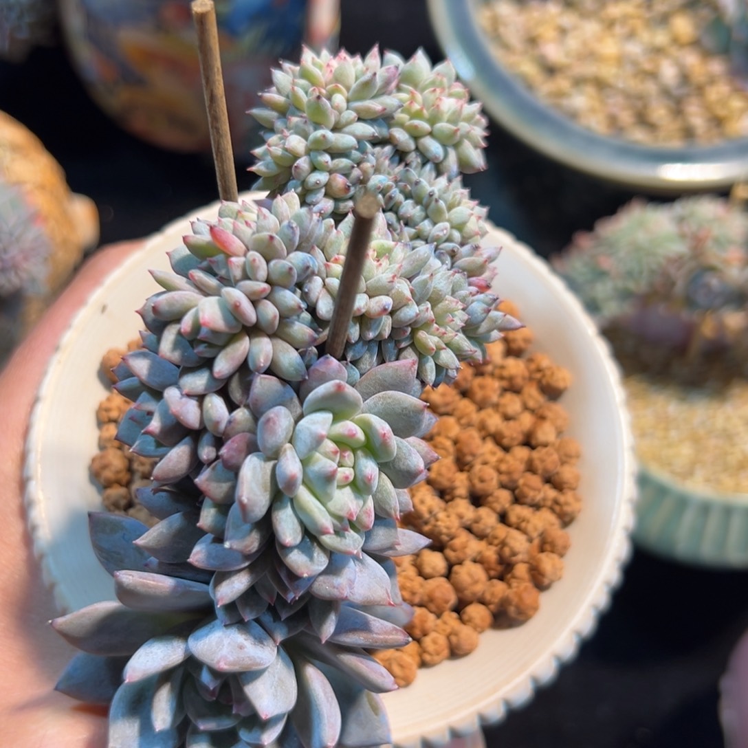 新年快乐 新年快乐