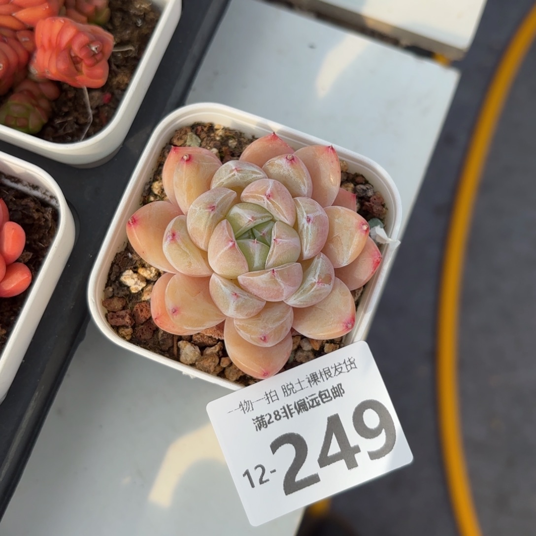 璇玑多肉多肉多肉