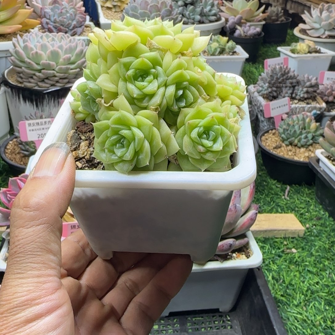 锦安精品多肉植物211