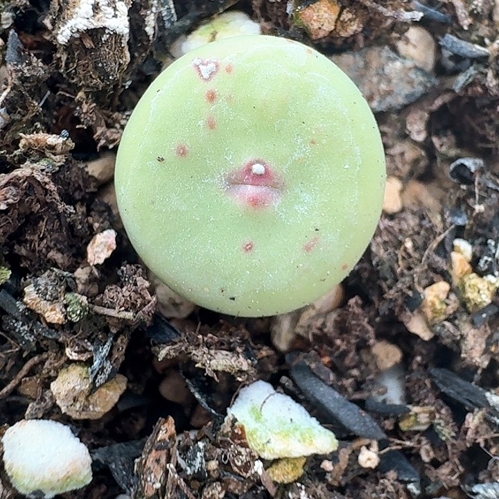 老马生石花红嘴805