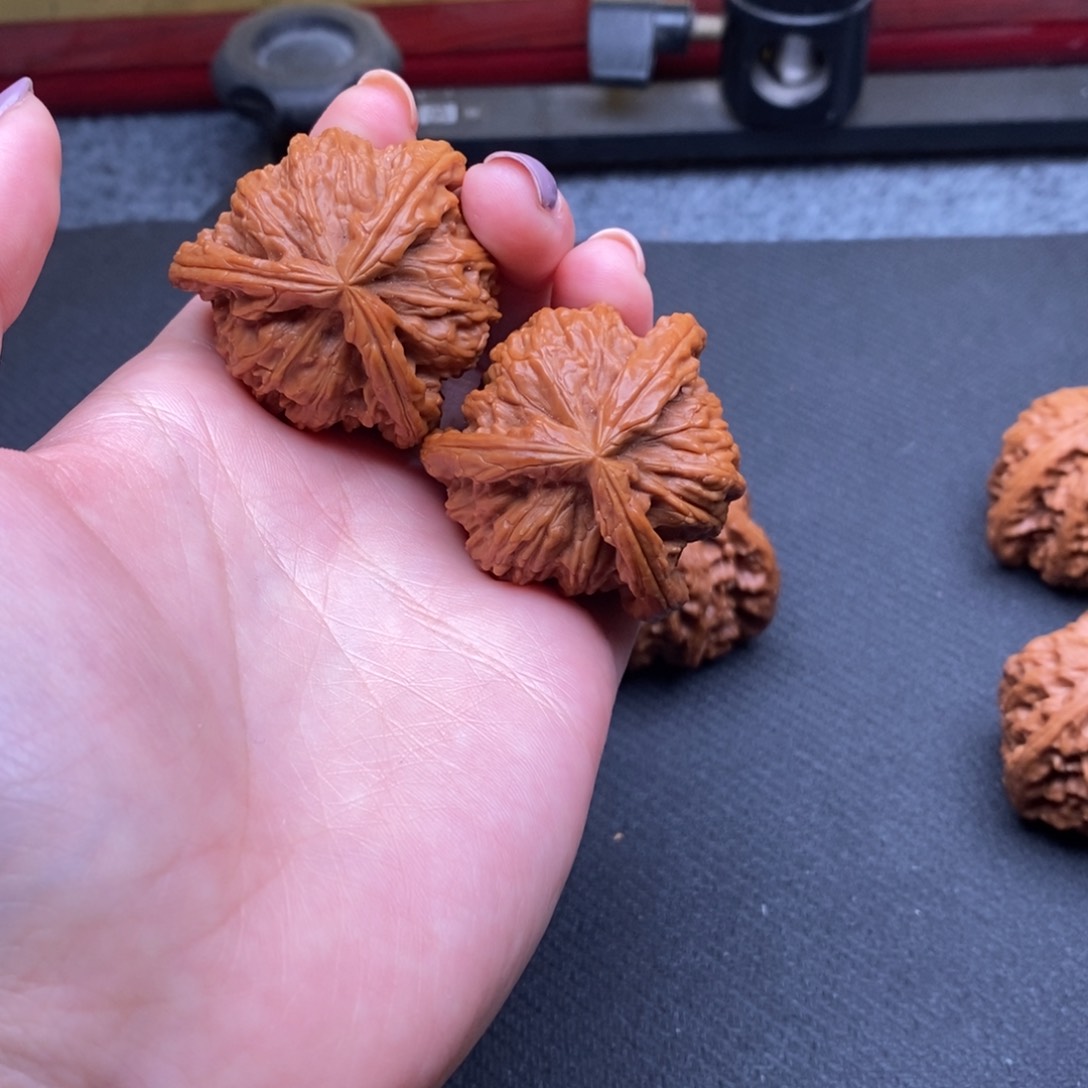 从****过白狮子1111111111