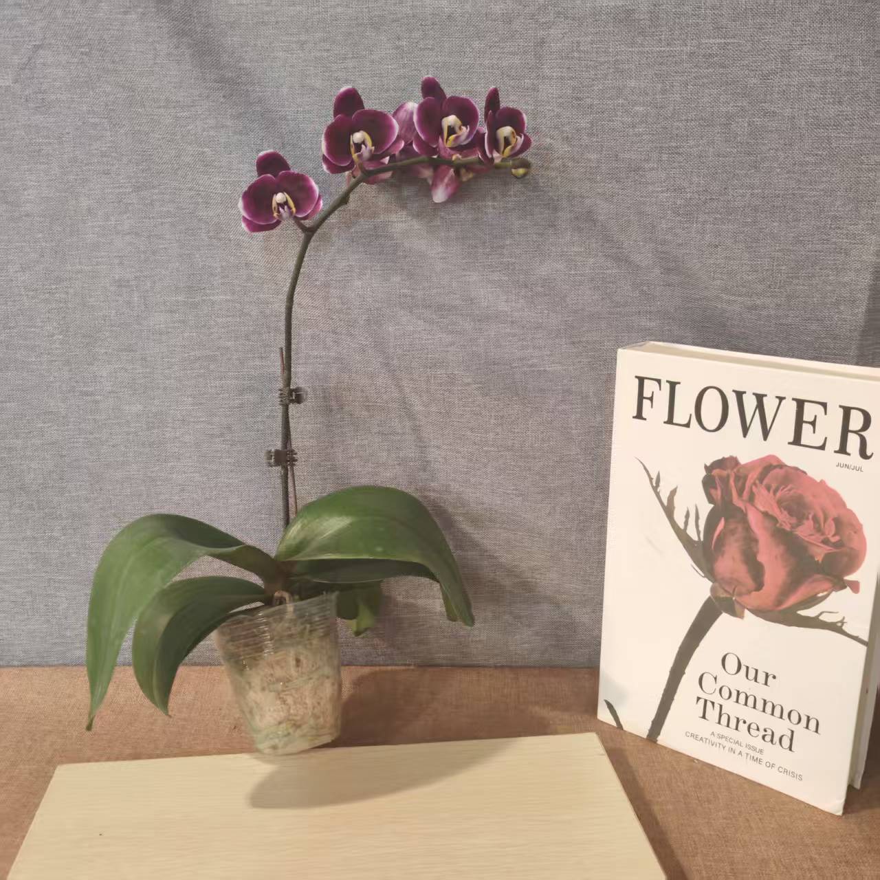 鲜花【巧克力】蝴蝶兰室内种植观赏送礼带花发货