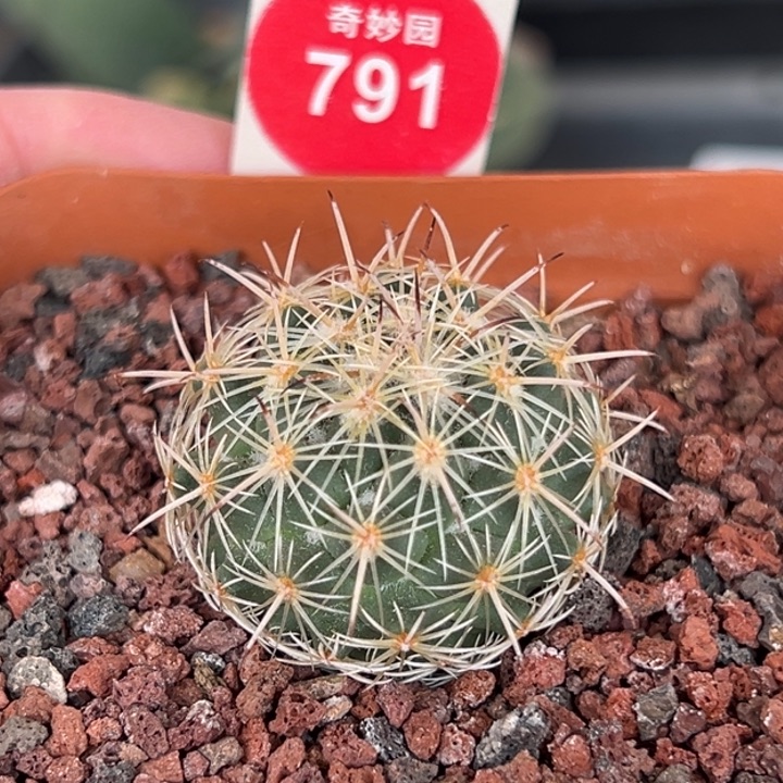 实生带中刺顶花圣雄丸