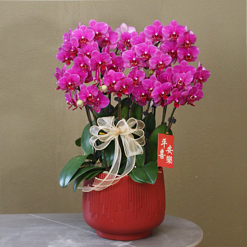 蝴蝶兰【红粉佳人】带花带盆组好伴手礼送礼茶桌婚礼工位美化装饰