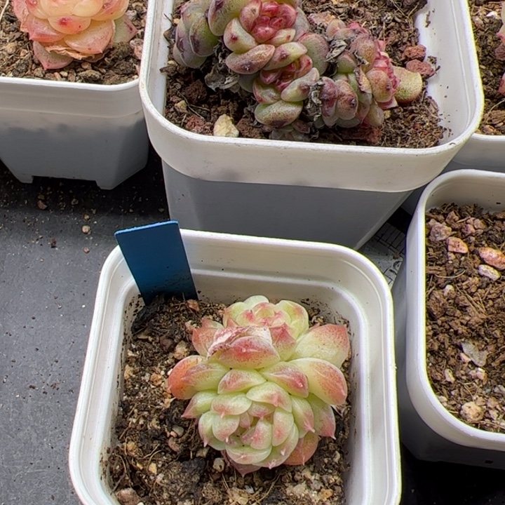 零***壹一物一拍，精品糖心