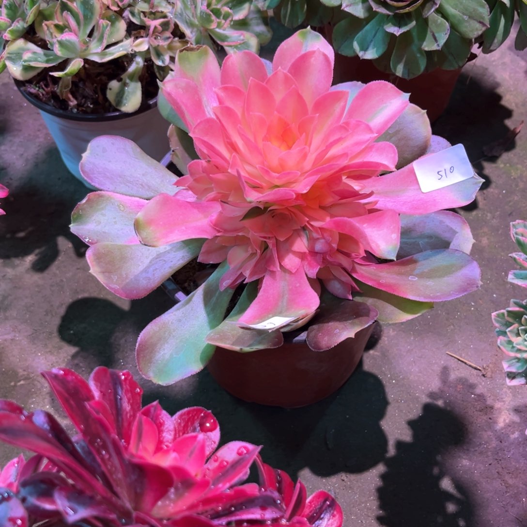 多肉植物香妃510