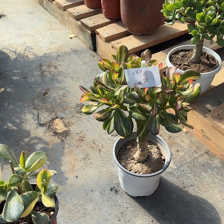 欣***院当前无花栽培后可以开花卷叶85