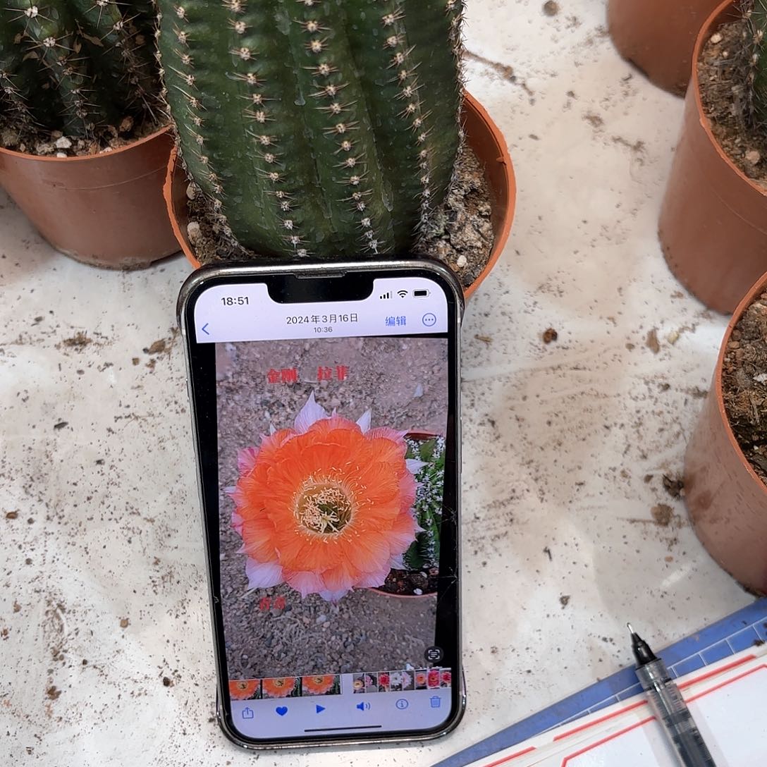 金刚6.7公分左右