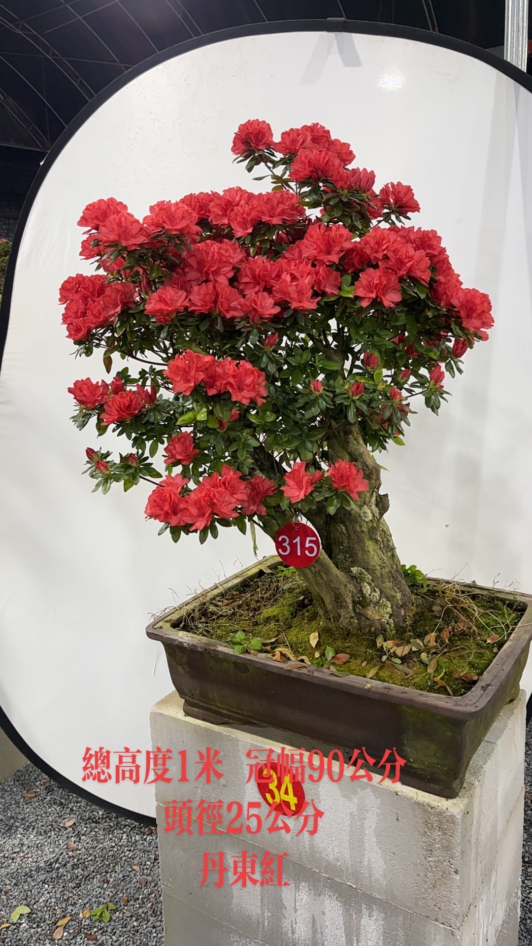 杜鹃老桩竞拍链接（包打木架不包邮）