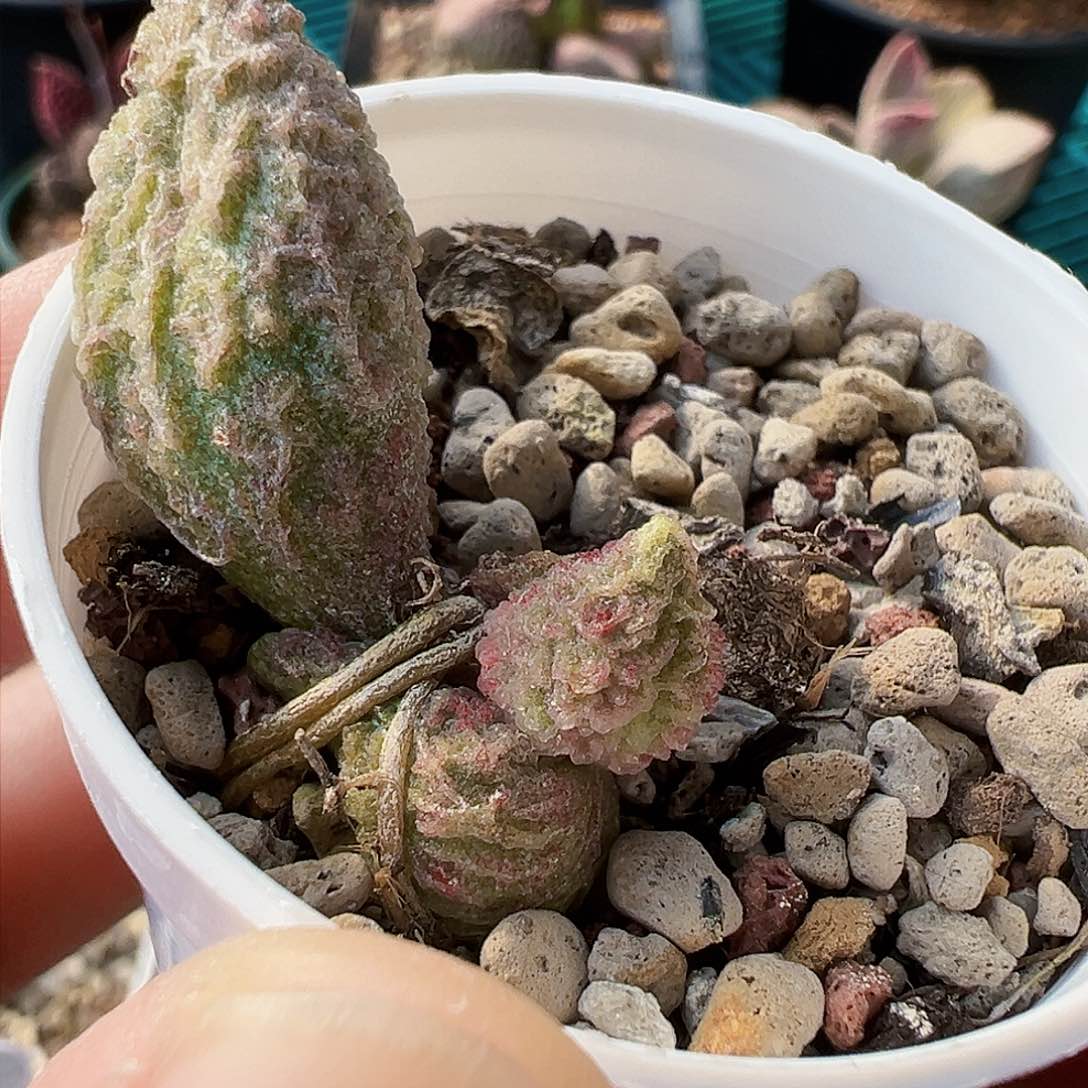 实生水泡叶插苗，带盆发货。