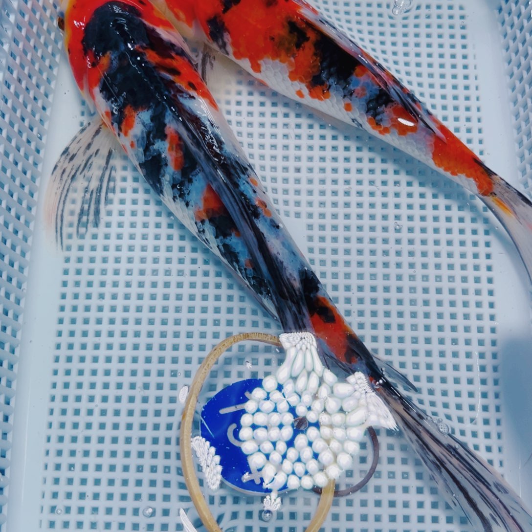 锦鲤锦鲤冷水观赏194
