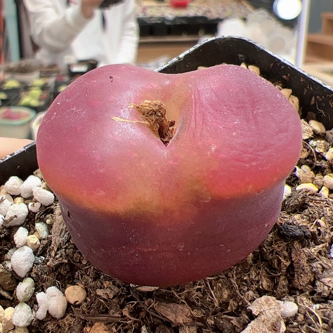 【闪购商品】319 水蜜桃