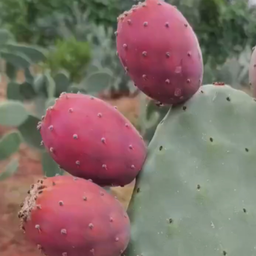 正宗大果王仙人掌红果芦荟种植片绿植盆栽观赏植物仙人掌果树苗