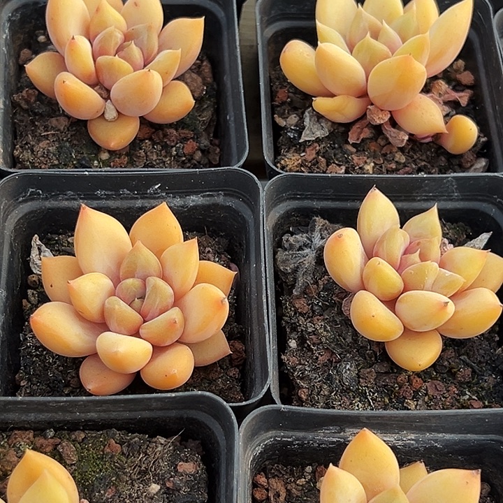 团 037  单头 金黄象牙