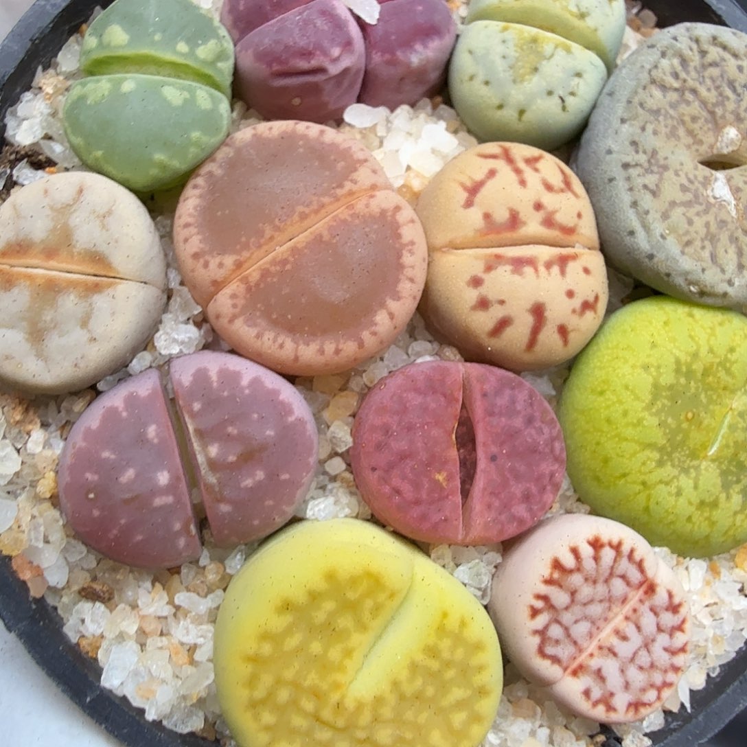 哈哈笑不出话就笑001好