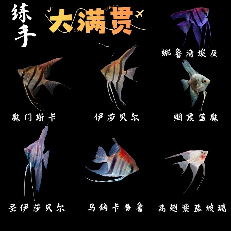 【练手】升级大满贯组合 精品组合