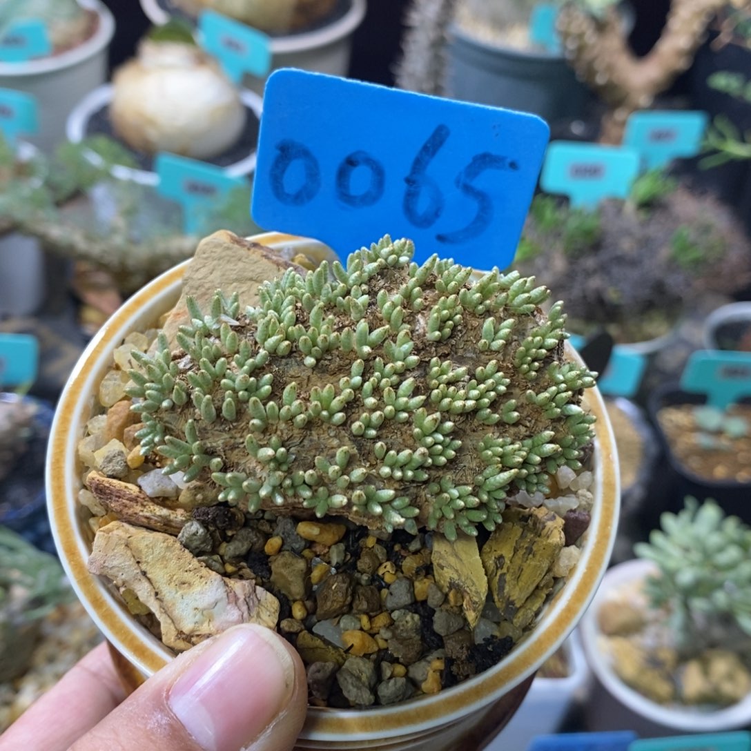 任锦多肉植物一个