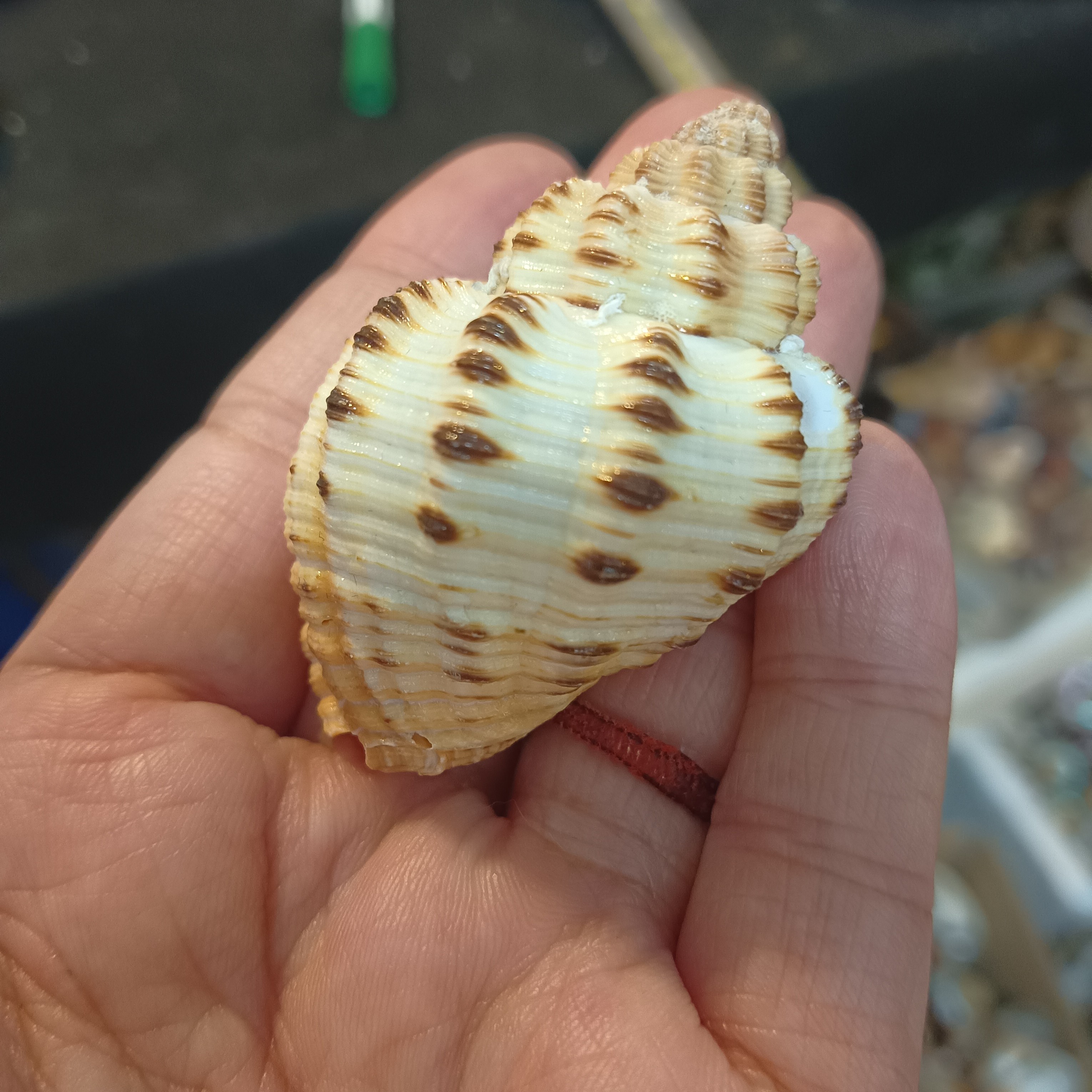 新号开播海螺贝壳大甩卖直播链接