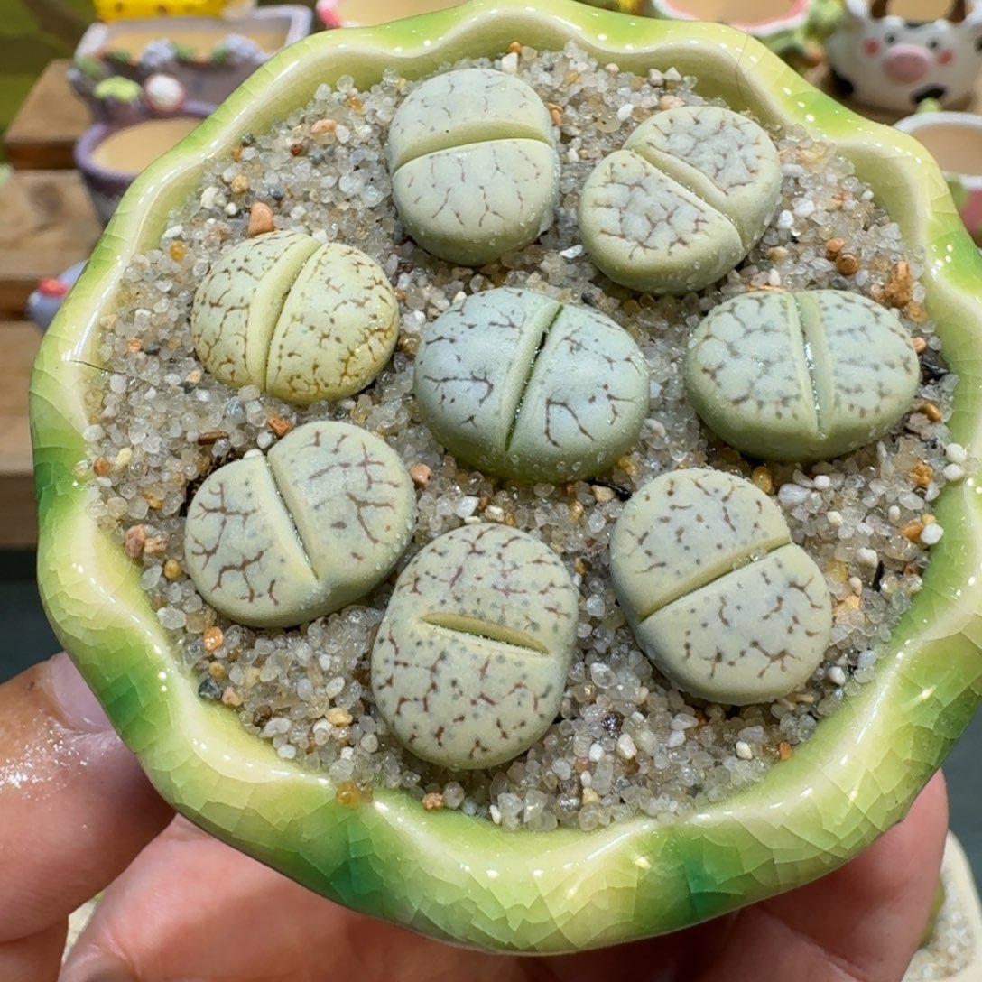 蘑菇1127荒玉彩拼多肉植物
