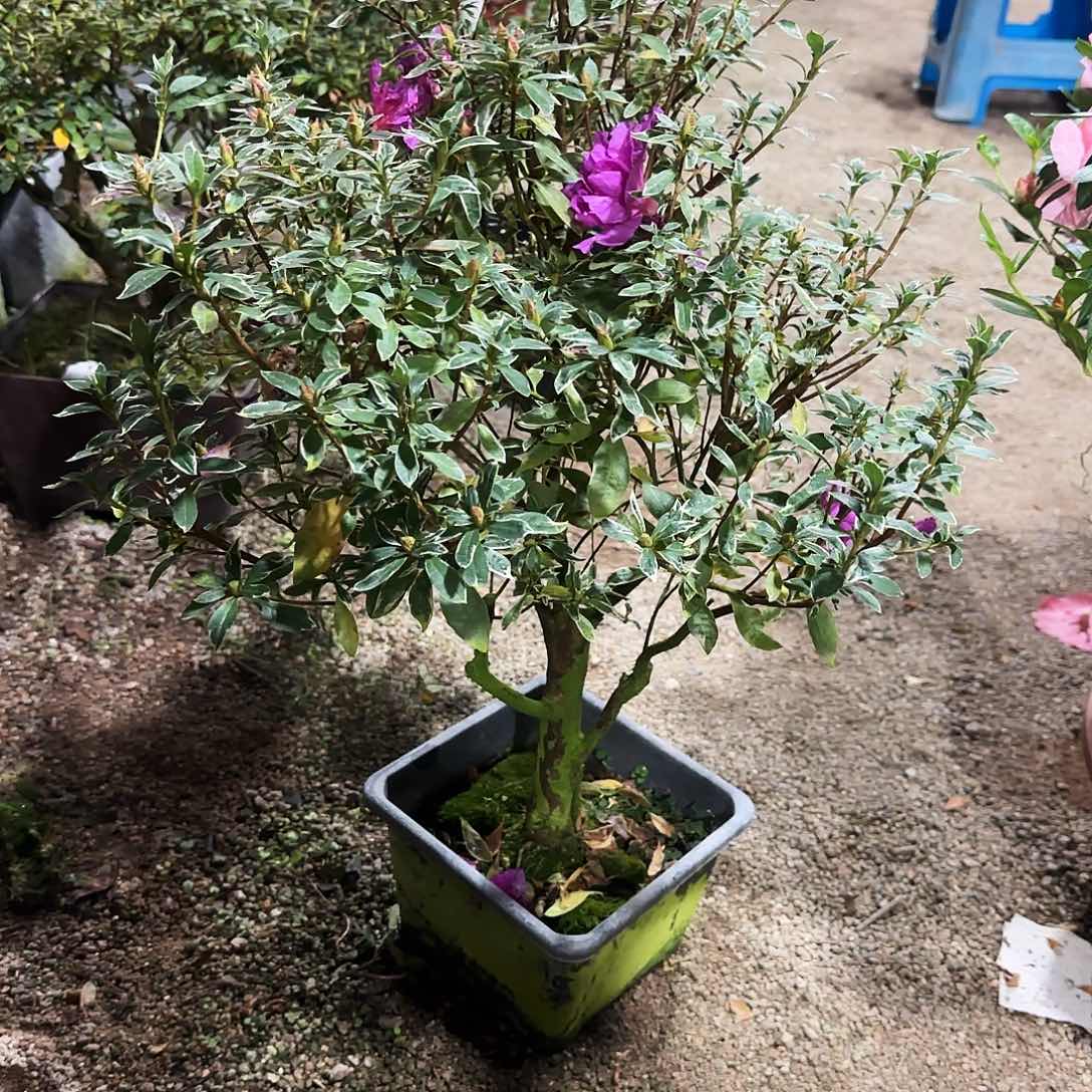 闫***荣无花朵杜鹃盆景老桩