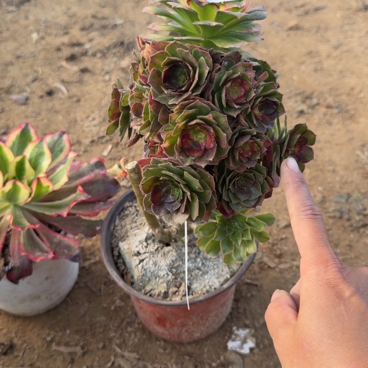 725二号棚嫁接海王七彩A