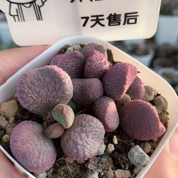 夏娃—专拍专拍漏