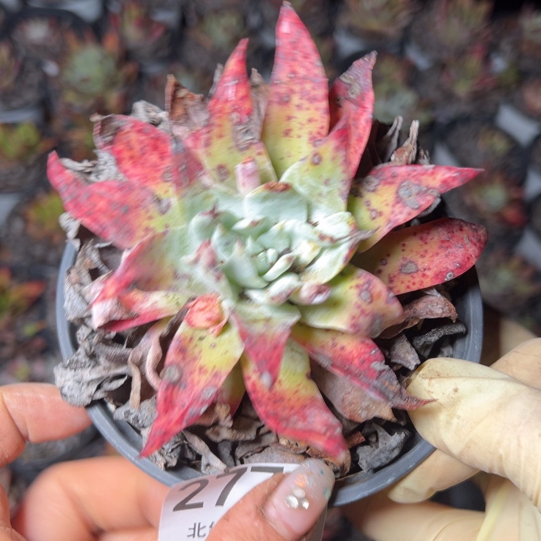 2770哈哈哈哈哈哈哈哈